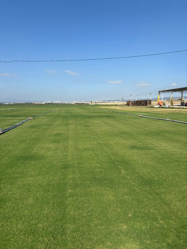 Manisa Peyzaj Hazır Rulo Çim Bahçeler - Ege Peyzaj Bahçe Çim