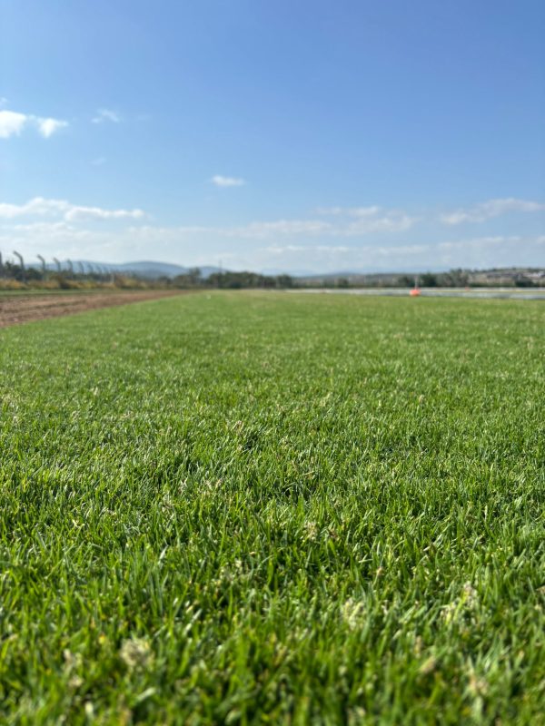 Manisa Peyzaj Hazır Rulo Çim Bahçeler - Ege Peyzaj Bahçe Çim