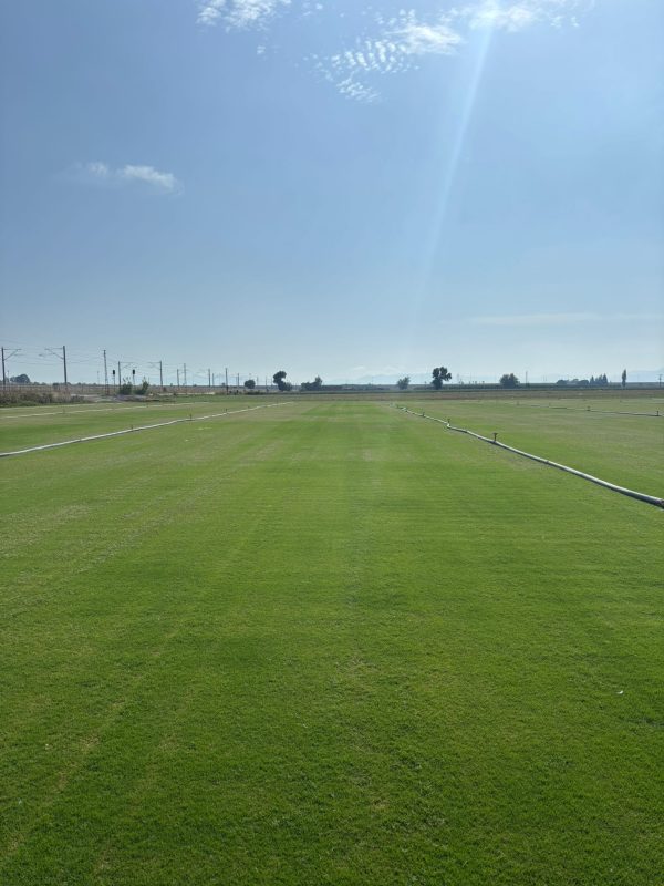 Bermuda Çimi Ne Zaman Ekilir? - Ege Peyzaj Bahçe Çim