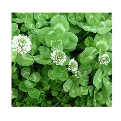 Trifolium Repens Süs Yoncası Tohumu 25 kg - Ege Peyzaj Bahçe Çim
