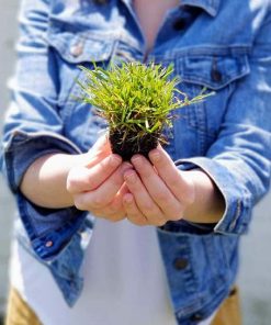 Zoysia Çim Fidesi