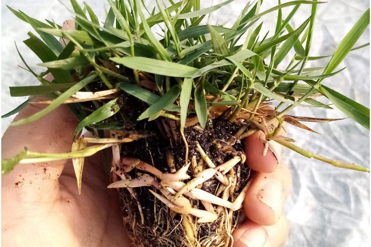 Rulo Çim Aydın Kuşadası Fiyatları - Ege Peyzaj Bahçe Çim