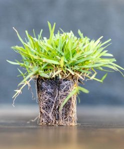 Mavimtrak Koyu Yeşil Zoysia